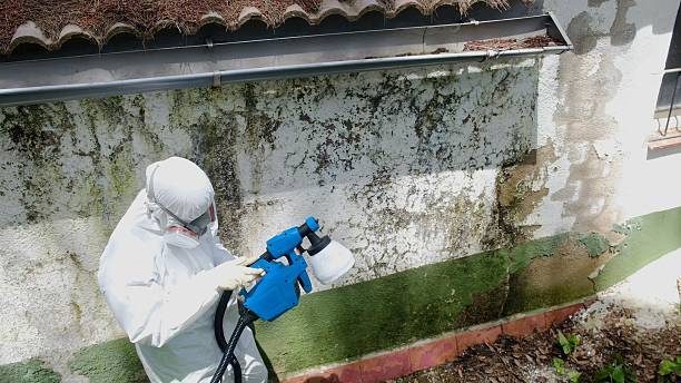 Trusted Attic Mold Removal service in Salisbury, PA - Cheap Mold Removal